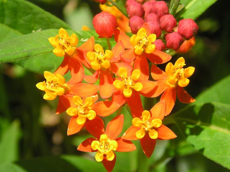 Tuberose cotton wool What are the garden flowers