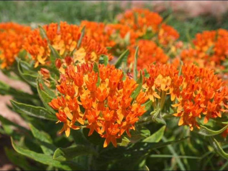 Flower vatnik Fleece care