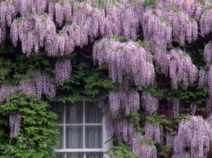 Wisteria bloomed