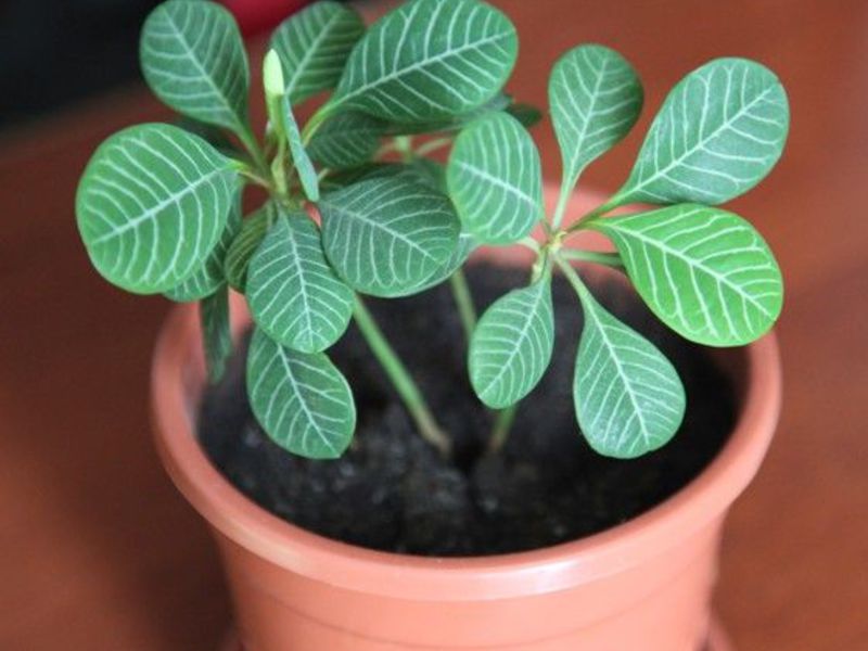 What does a spurge flower look like Flower appearance