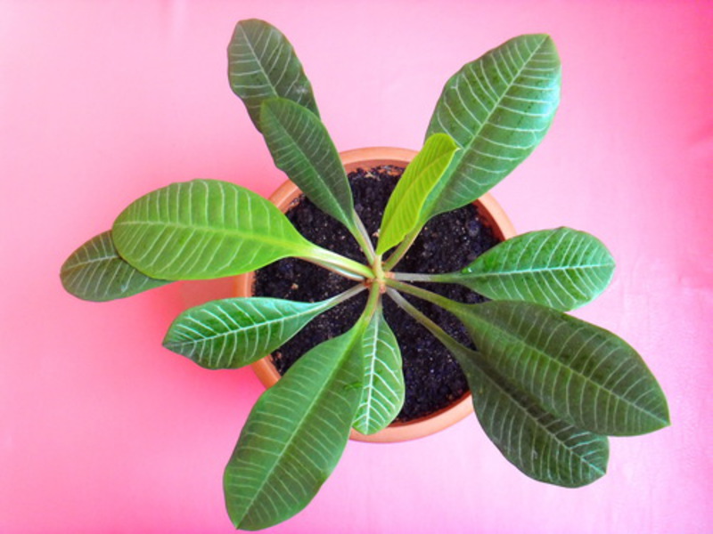 Large spurge for office How to properly plant and propagate euphorbia