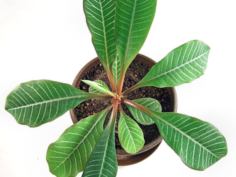 How to plant spurge Large spurge for office