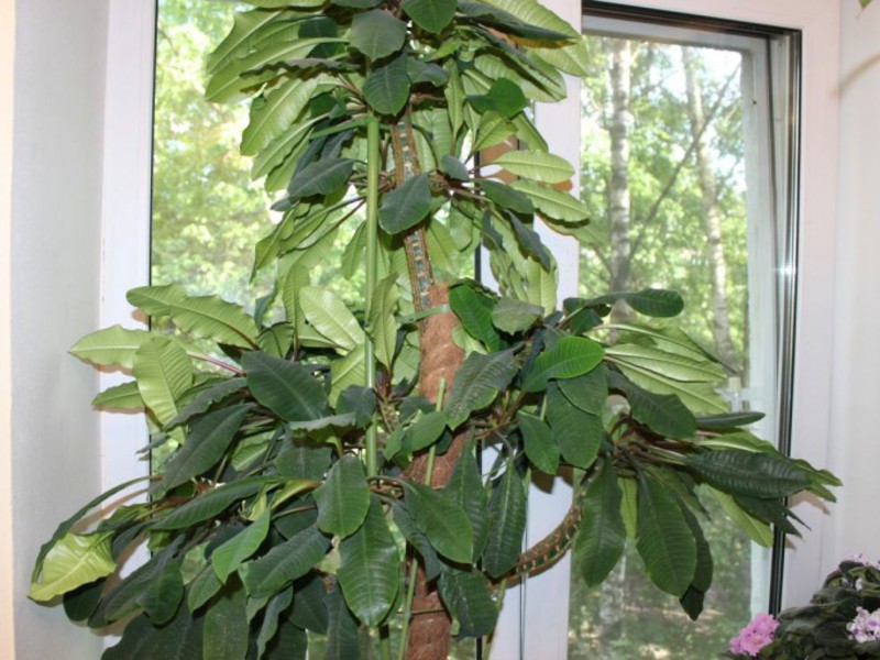 Growing a flower spurge How to plant spurge