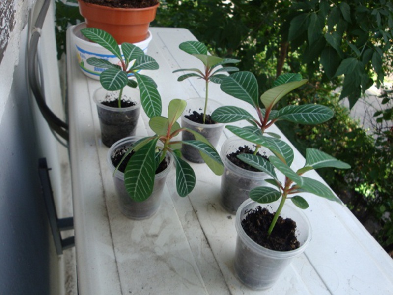 How to care for plants How to plant spurge