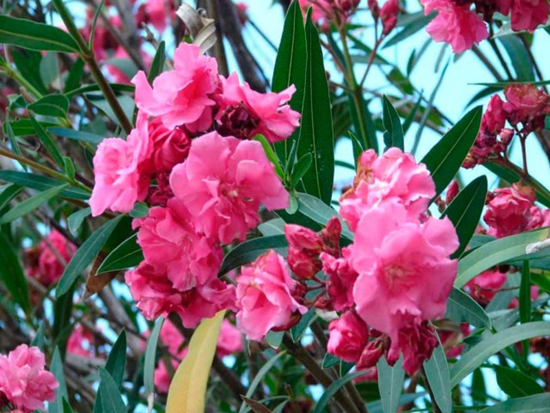 Oleander species