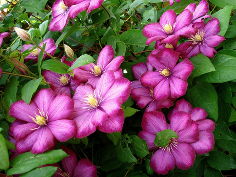 The best varieties of clematis Clematis variety