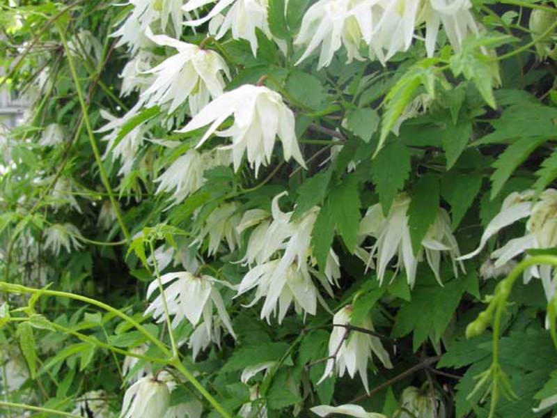 Alpine Clematis. Alpine clematis flowers