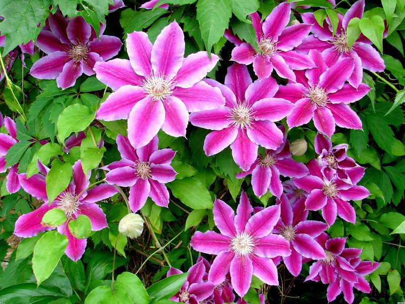 Blooming clematis How to grow clematis