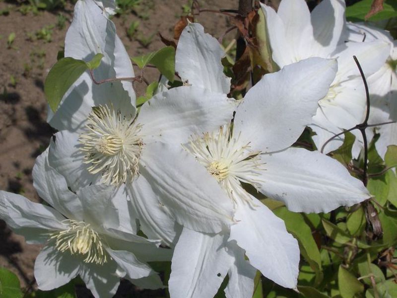 Clematis for the Moscow region How clematis grows