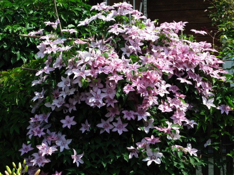 Clematis - species, varieties, groups. Types of clematis