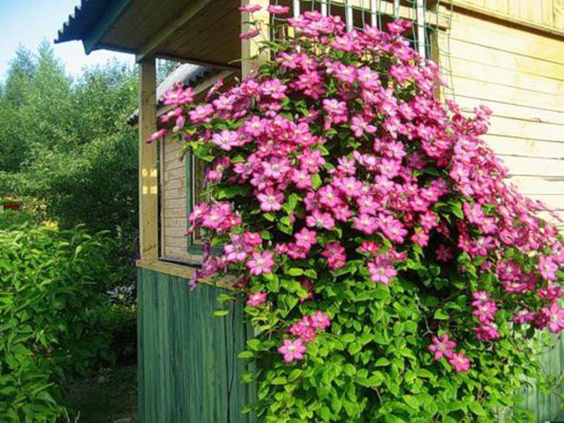 The name clematis comes from the Greek klema How to properly care for clematis