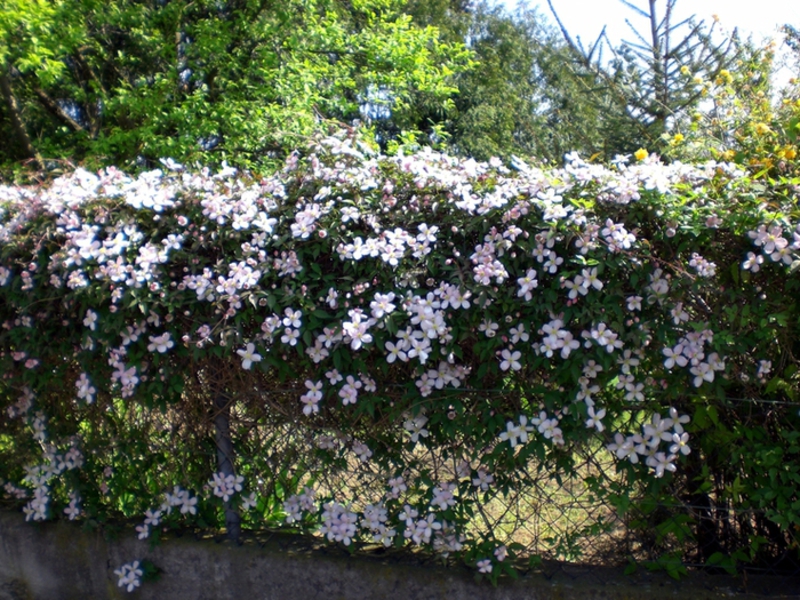 Curly flowers for the garden Good smelling clematis flowers