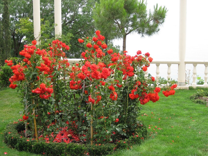 How to choose a rose for a summer residence Country variety of roses