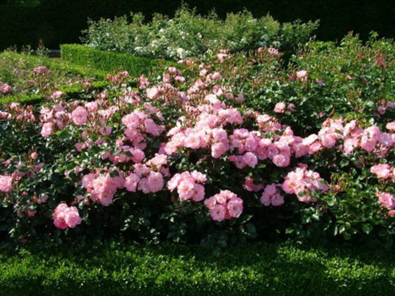 Park rose. How to properly care for a park rose