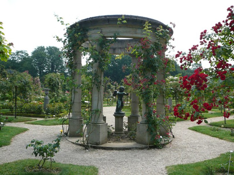 Park roses What kind of park rose