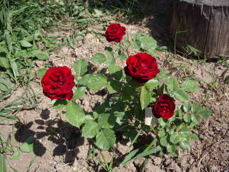 Rose variety What are the varieties of roses