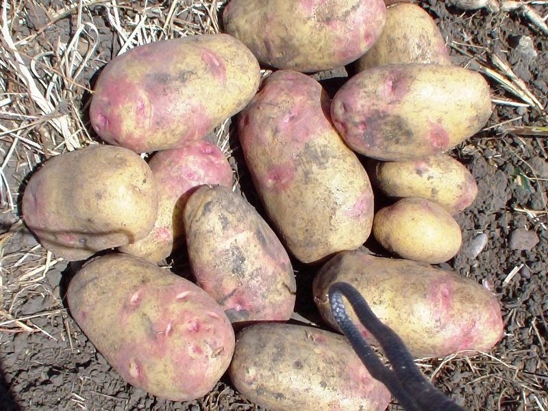 Romano potatoes What is the peculiarity of the variety