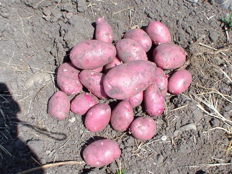 The most productive variety Medium early potato variety.