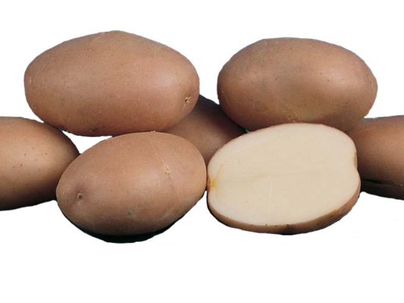 Description of the Romano variety Romano potatoes