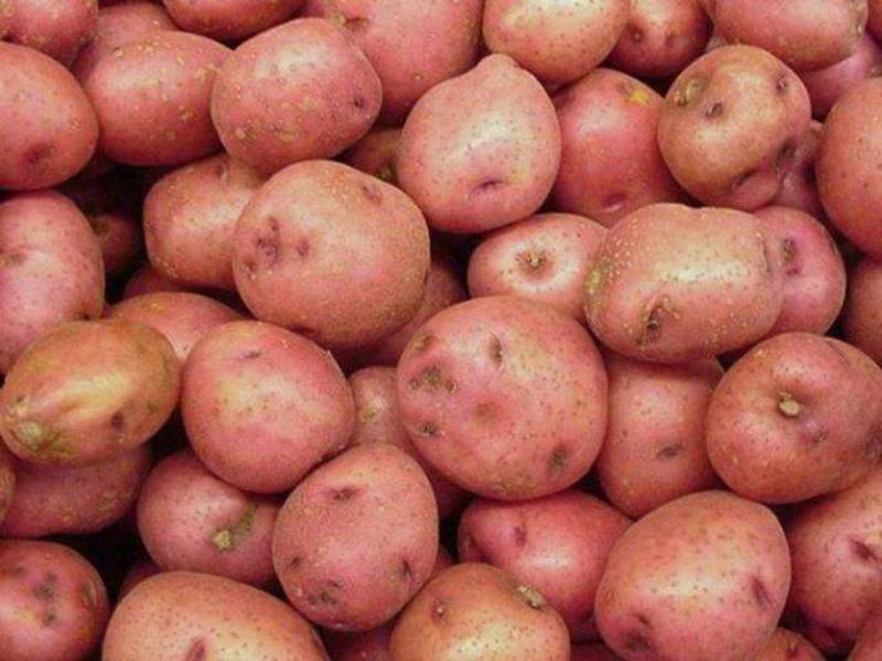 Appearance of potatoes What is the peculiarity of the Romano variety