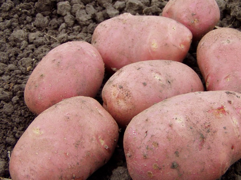 Romano potatoes How to plant and grow Romano potatoes