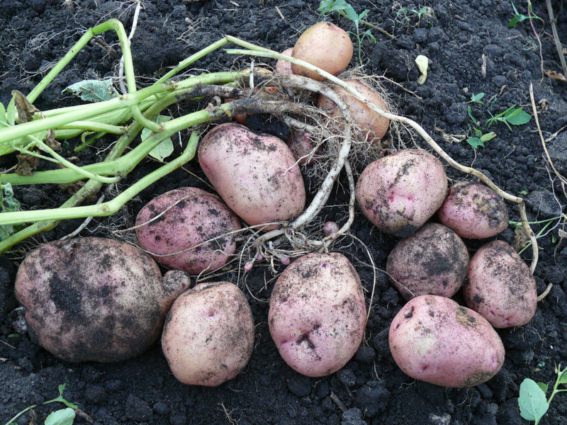 We sell Romano seed potatoes Medium early potato variety.