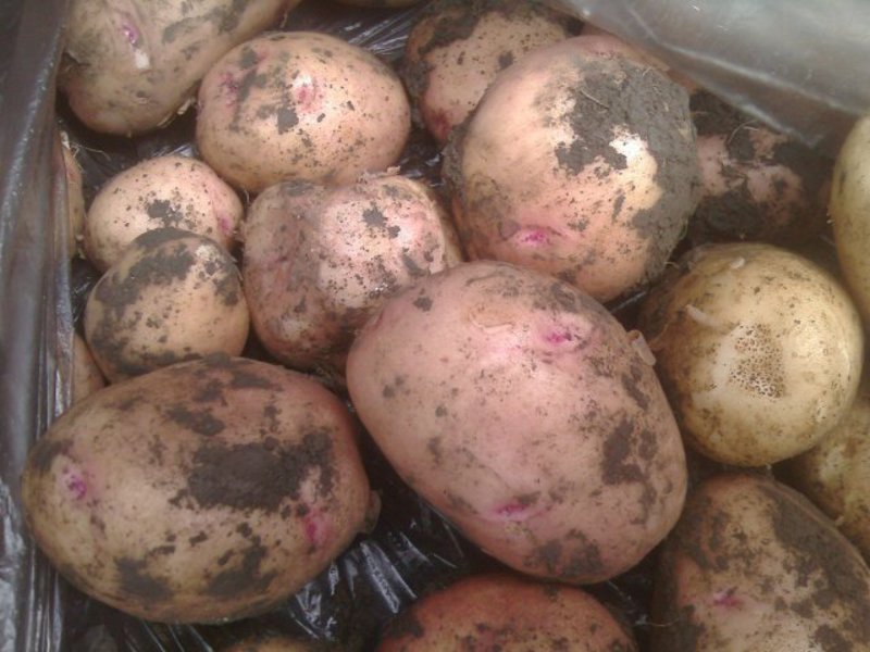 How to grow Romano potatoes Growing Romano potatoes