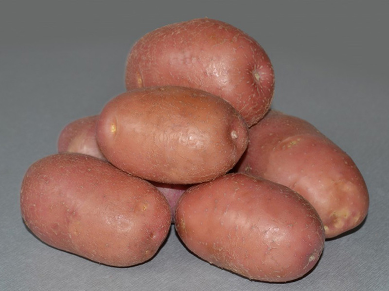 Potato variety Romano potatoes