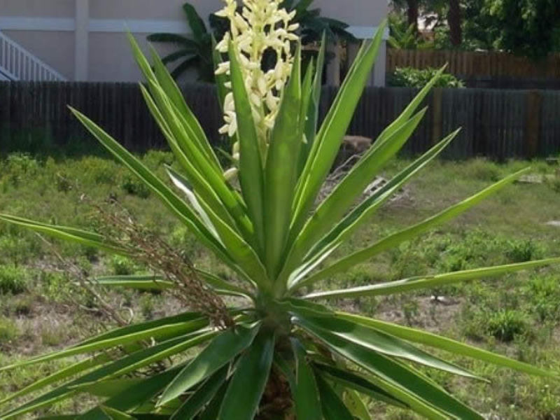 Garden yucca, how to care. What does a yucca plant look like