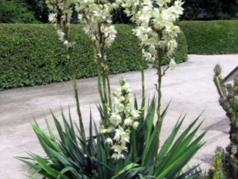 Yucca is taking care of her. How to care for a yucca