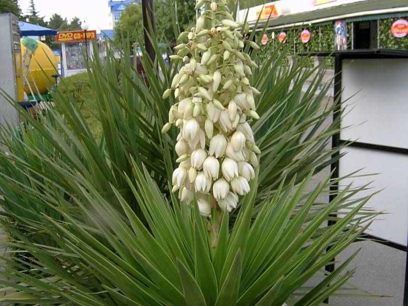 A plant called yucca Garden yucca, how to care.