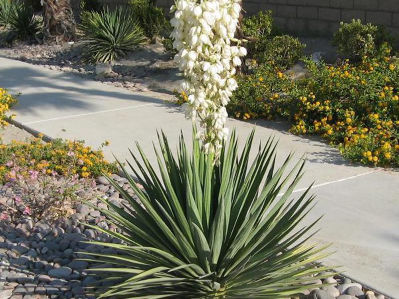 Features of yucca care Yucca garden