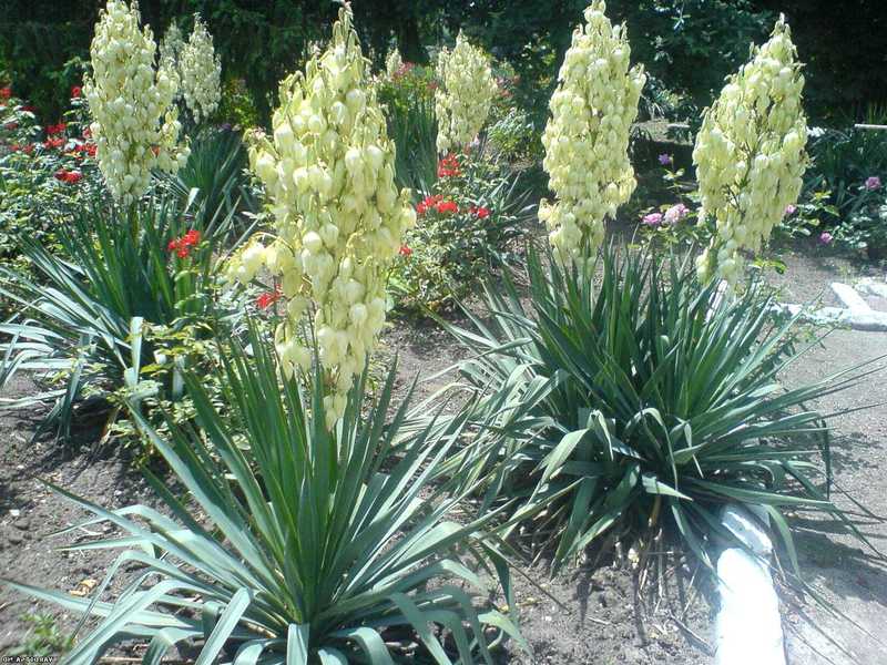How to grow a yucca Yucca and her flowers