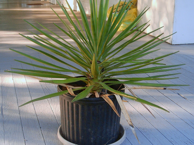 Homemade yucca Planting and caring for a yucca