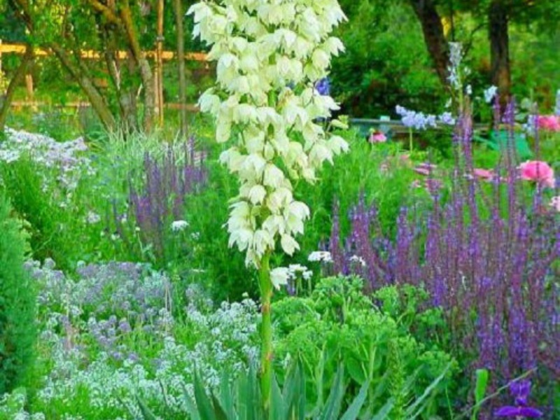 Yucca flowers Planting and caring for a yucca