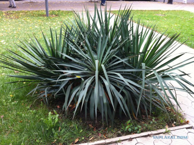 Yucca is never too much Yucca, home care.