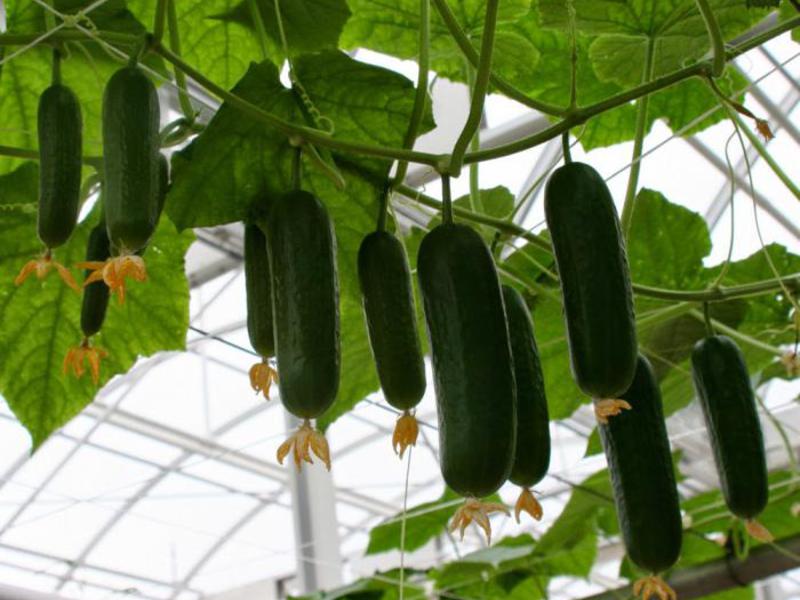Choosing cucumbers. Goosebump cucumber care