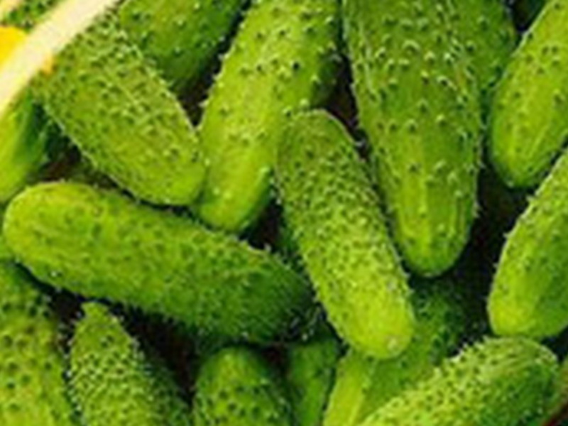 Cucumbers Goosebump Features of the goosebump cucumber variety