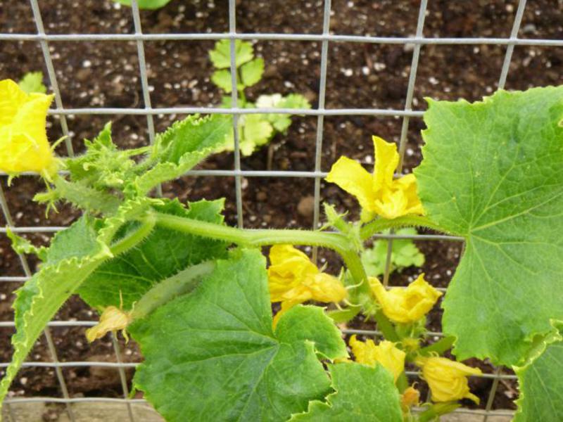 Cucumber Goosebump How goosebumps cucumbers grow