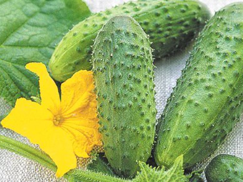 Cucumber variety The best varieties of cucumbers