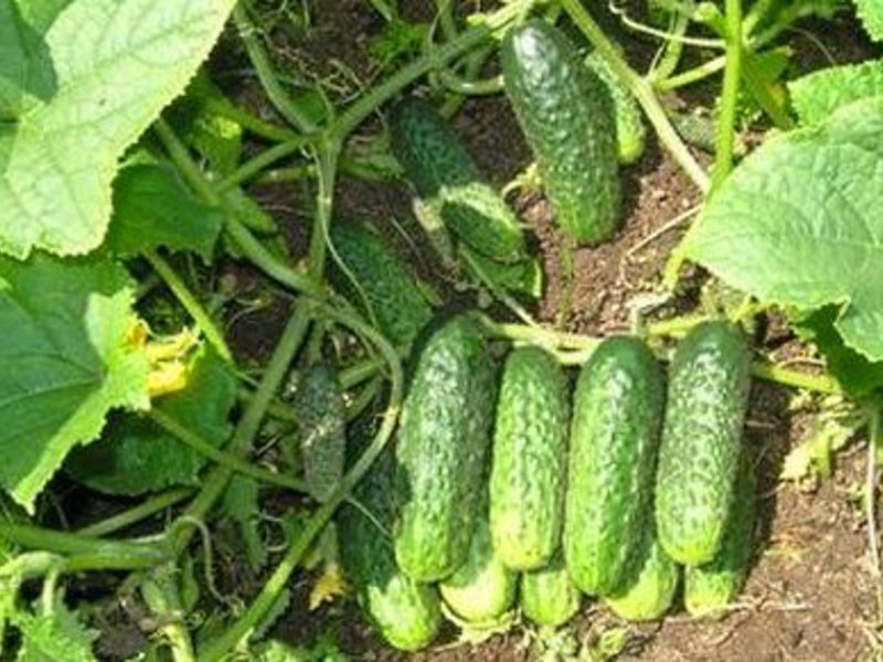 Cucumber harvest Choosing the best variety of cucumbers