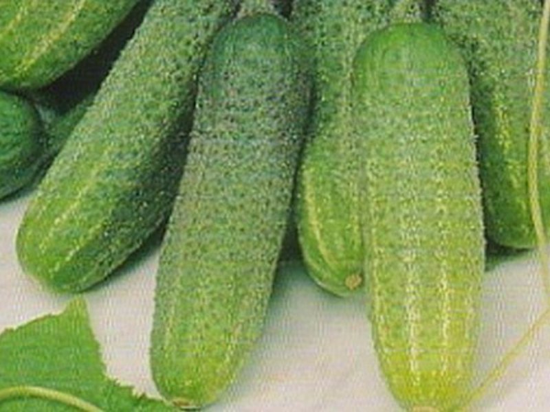 A special variety of goose bumps Goosebump cucumber variety