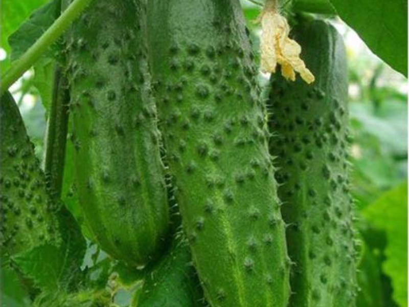 What is the peculiarity of growing varieties of goose bumps Features of caring for a variety of murshka