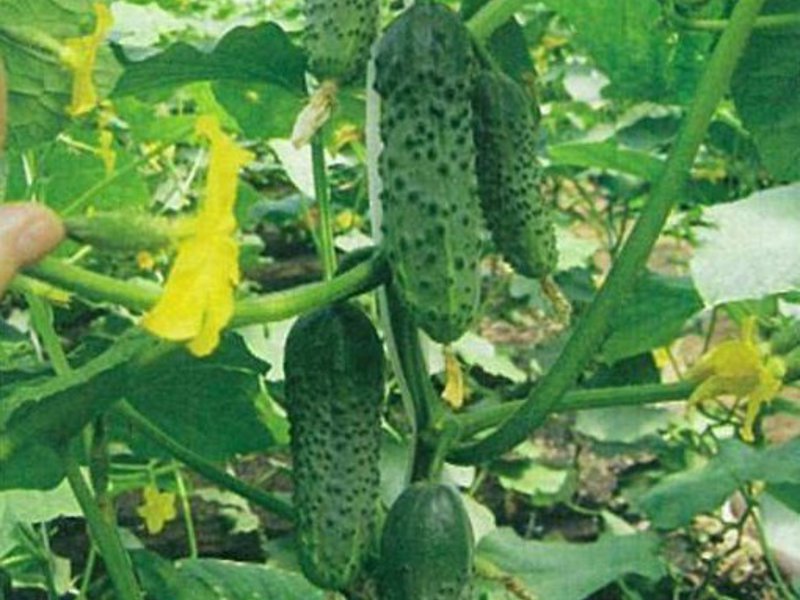 Goosebump cucumber harvest How to grow goose bumps