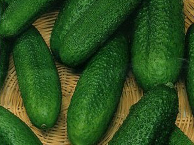 Features of the goosebump variety Different varieties of cucumbers