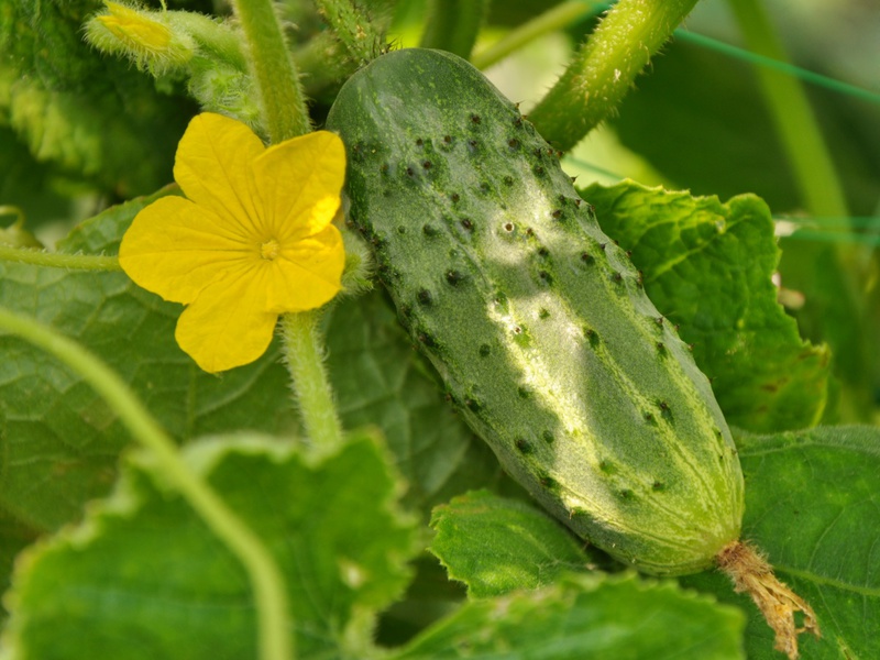 How to choose a variety of cucumbers How to grow cucumbers
