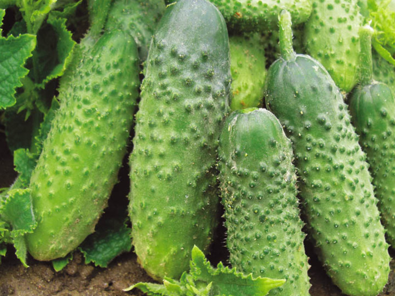 Cucumber varieties A special kind of cucumber