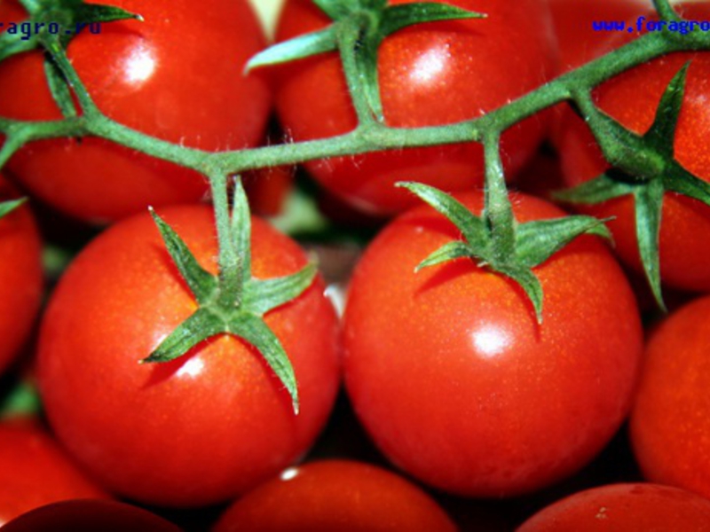 Tomato varieties for growing in a greenhouse ( Varieties and names of tomatoes