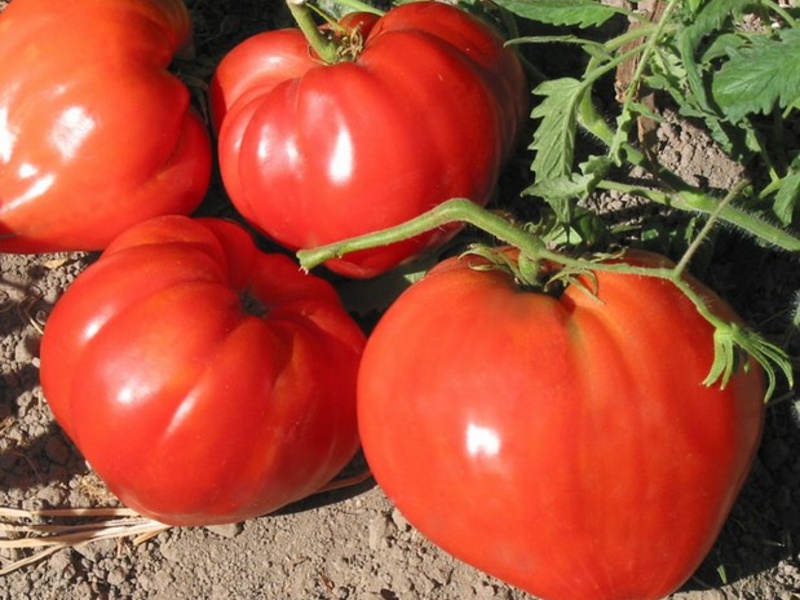 Harvest varieties of tomatoes The best varieties of tomatoes.