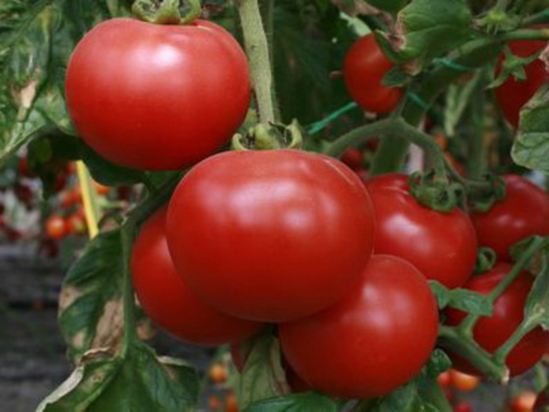 Tomato varieties How to choose a variety of tomatoes